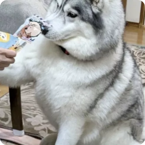 好奇心旺盛なハスキー犬